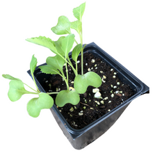 Cabbage, Late Flat Dutch (Brassica oleracea var. capitata) Organic Plant in 2.5-inch Pot by Smoke Camp Crafts