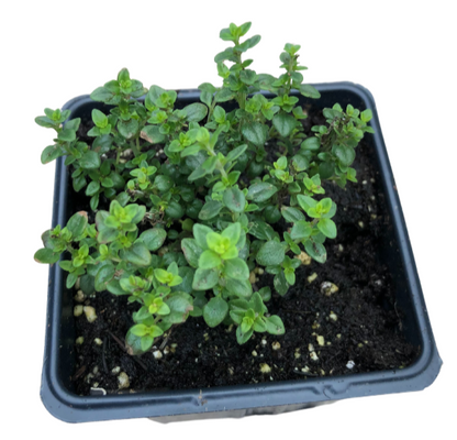 The Smoke Camp Crafts Thyme Trio features three organic thyme plants—English, Lemon, and Golden Variegated Lemon—each in a 2.5" pot.