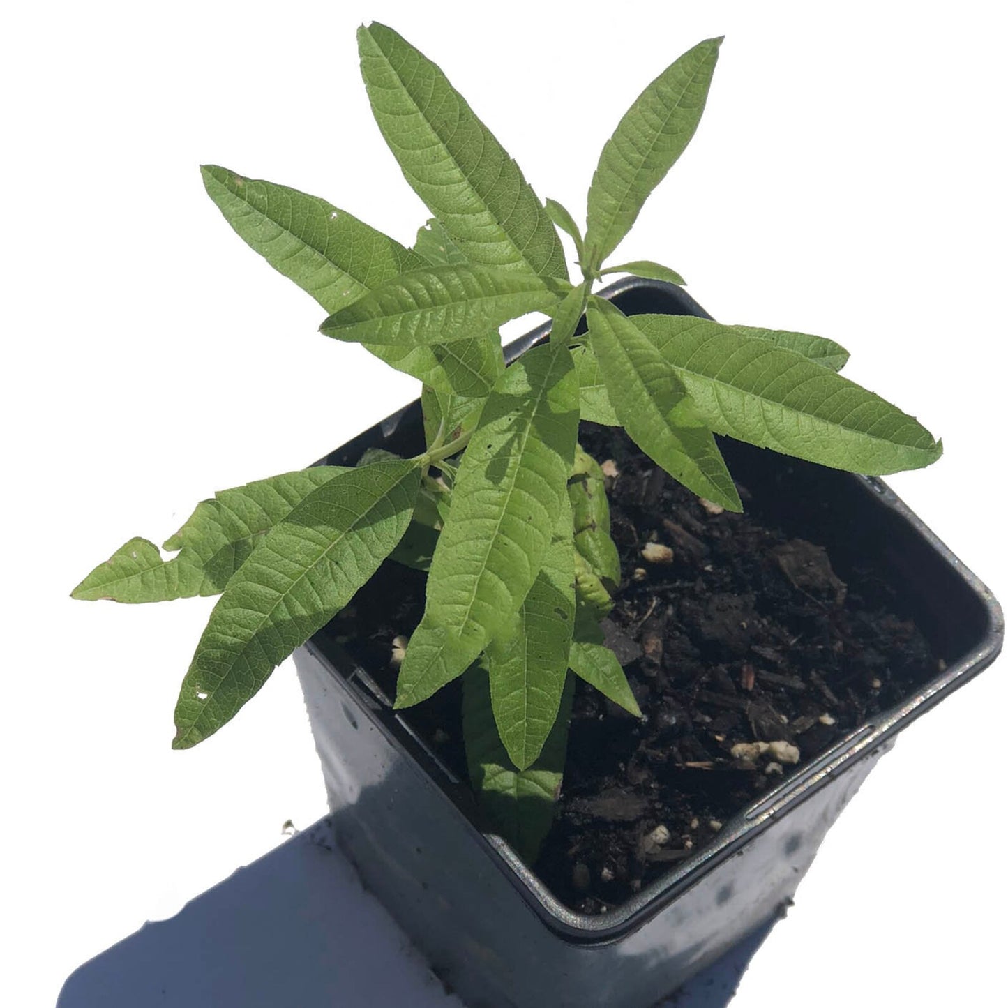 Lemon Verbena Plant (Aloysia citrodora) Organic Plant in 2.5-inch Pot - Lovely Lemony Herb