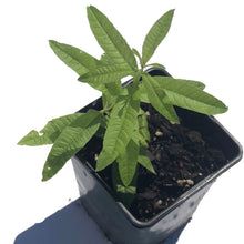 Lemon Verbena Plant (Aloysia citrodora) Organic Plant in 2.5-inch Pot - Lovely Lemony Herb