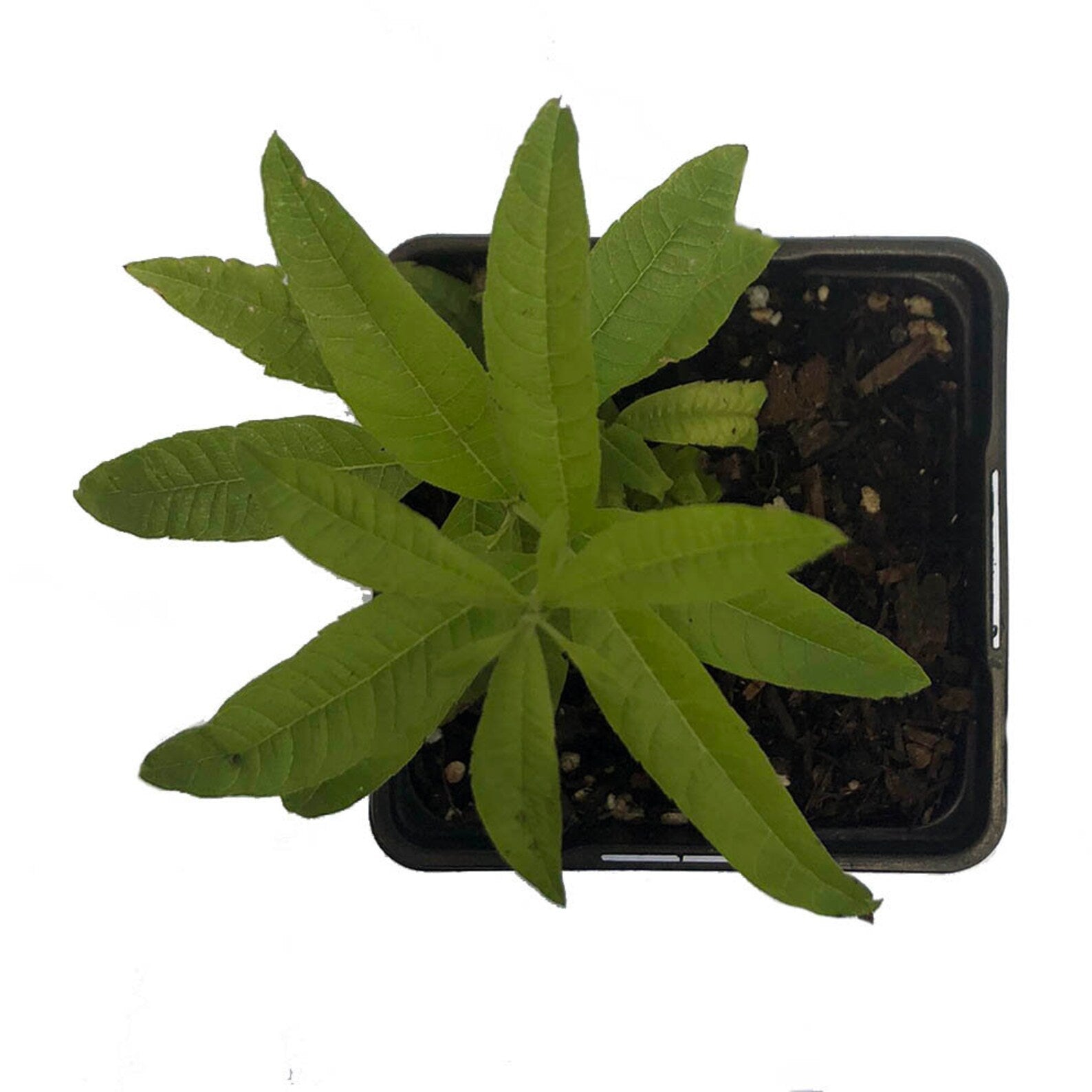 lemon verbena plant indoors Lemon Verbena Plant (Aloysia citrodora) Organic Plant in 2.5-inch Pot