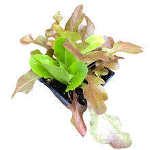 Organic Lettuce, Salad Mix in 2.5-inch Pot by Smoke Camp Crafts - Cut and Come Again Blend