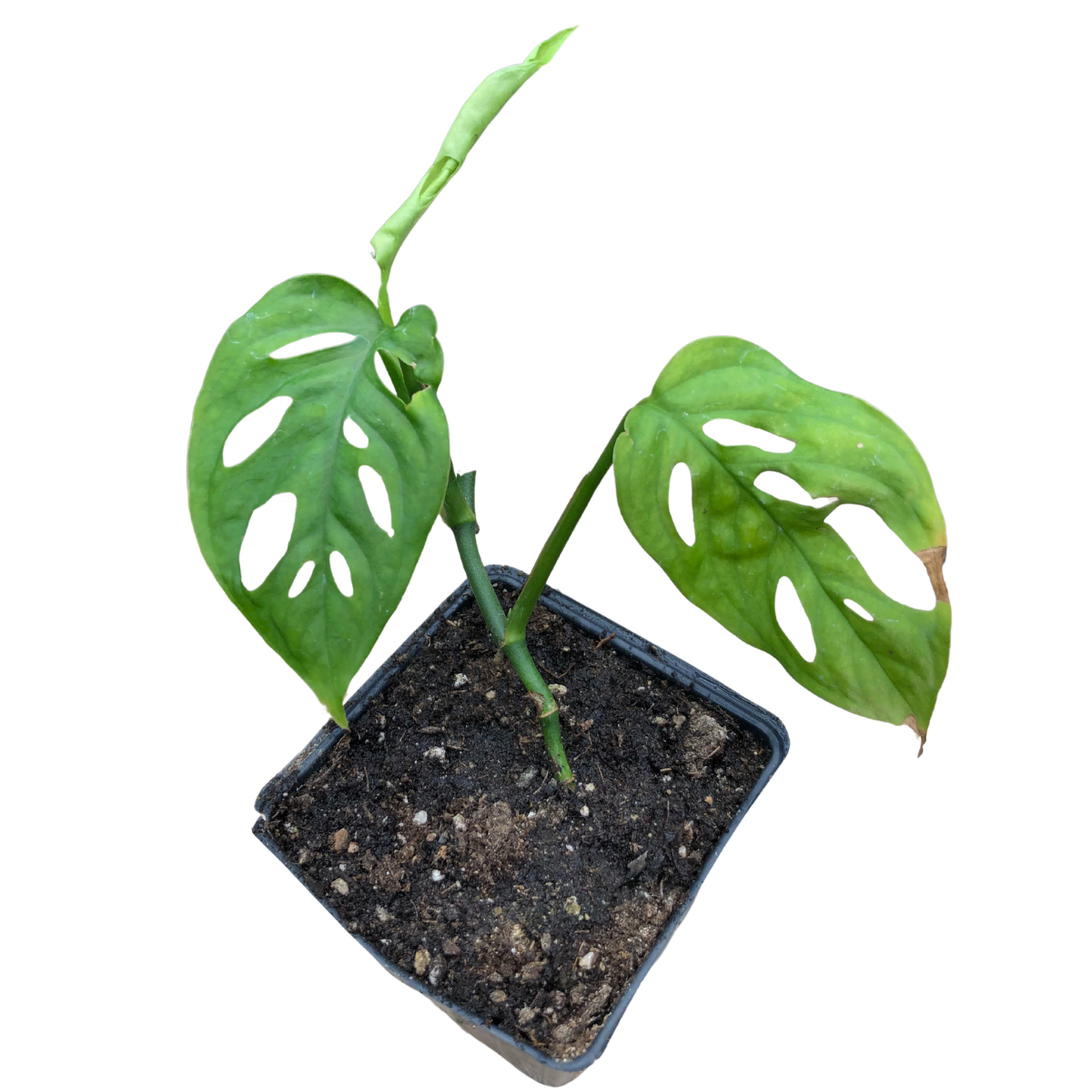 Swiss Cheese Plant (Monstera esqueleto) Organic Plant in 2.5-inch Pot by Smoke Camp Crafts - Easy to Grow Vining Houseplant