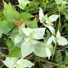 Mountain Mint (Pycnanthemum muticum) Organic Plant in 2.5-inch Pot by Smoke Camp Crafts - blunt mountainmint, North American Native