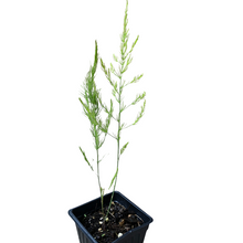 Asparagus, Mary Washington (Asparagus officinalis) Organic Plant in 2.5-inch Pot by Smoke Camp Crafts