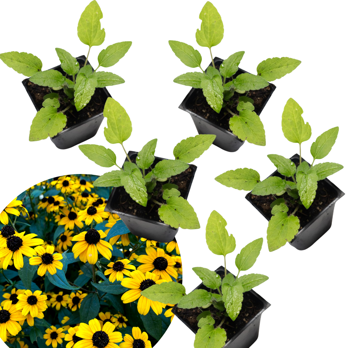 Brown Eyed Susan (Rudbeckia triloba) Five (5) Organic Plants in 2.5-inch Pots by Smoke Camp Crafts - North American Native Perennial