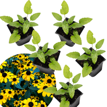 Brown Eyed Susan (Rudbeckia triloba) Five (5) Organic Plants in 2.5-inch Pots by Smoke Camp Crafts - North American Native Perennial