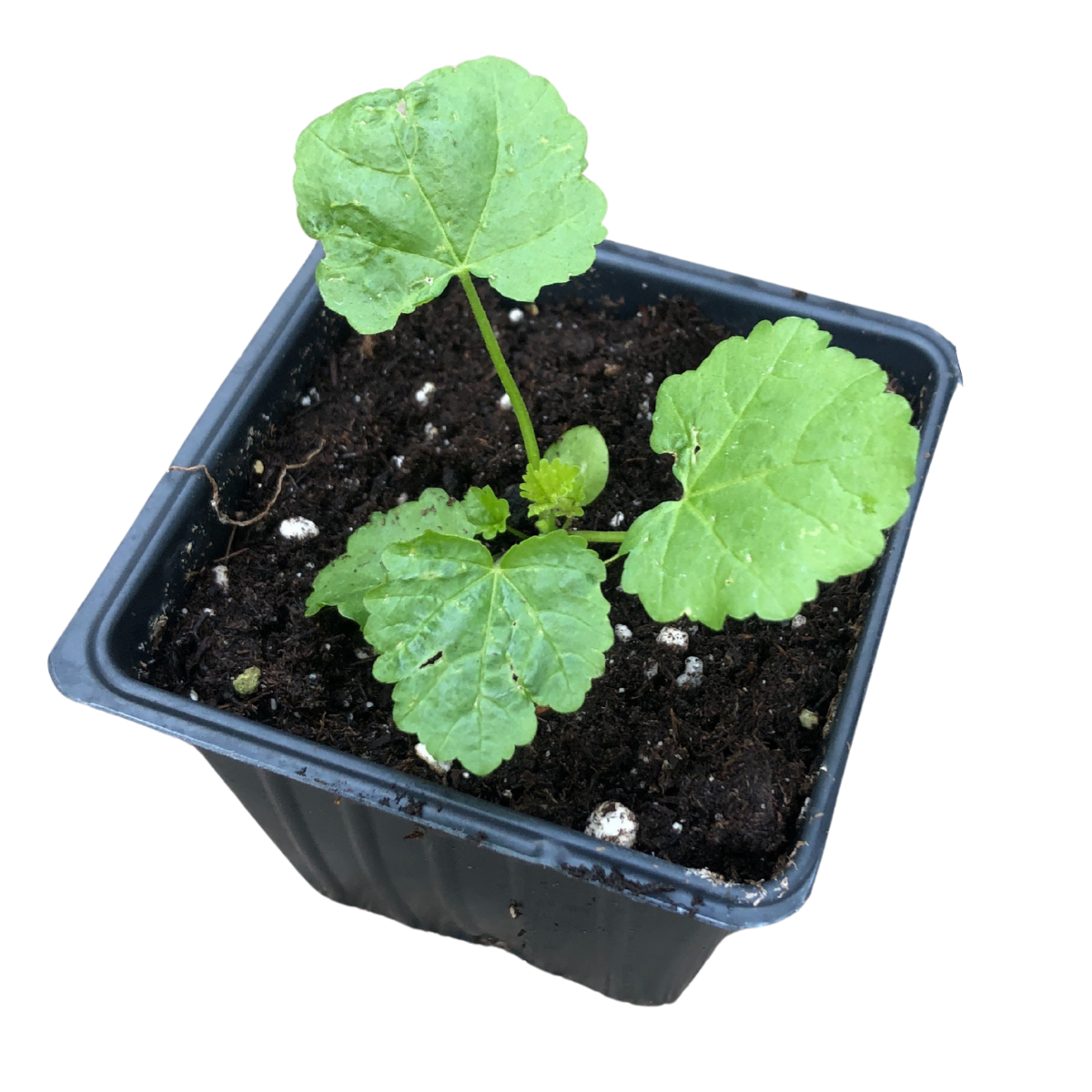 Marshmallow (Althaea officinalis) Organic Plant in 2.5-inch Pot by Smoke Camp Crafts - Marsh Mallow