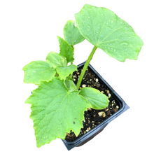 Organic Cucumber, Marketmore 76 (Cucumis sativus) Plant in 2.5-Inch Pot by Smoke Camp Crafts