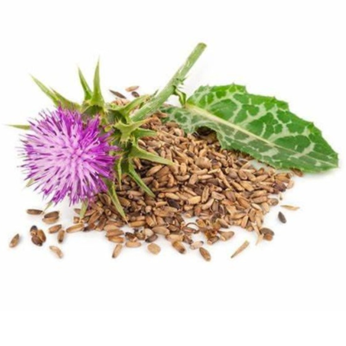 Organic Milk Thistle Seeds (Silybum marianum) 50 Seeds (2 grams) - Blessed Thistle, Holy Thistle, Lady's Thistle - by Smoke Camp Crafts