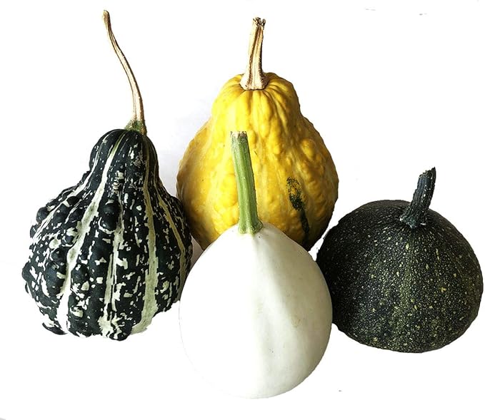 planting gourds in pots Smoke Camp Crafts Small Gourd Mix (Cucurbita pepo) Plant in 2.5-inch Pot- Grow Your Own Halloween Decor!