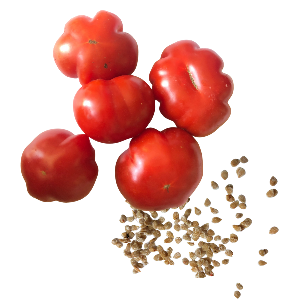 Five red cherry tomatoes and a small pile of Smoke Camp Crafts' organic Mini Wrinkles tomato seeds (150 seeds, 0.5g) are arranged on a white background.