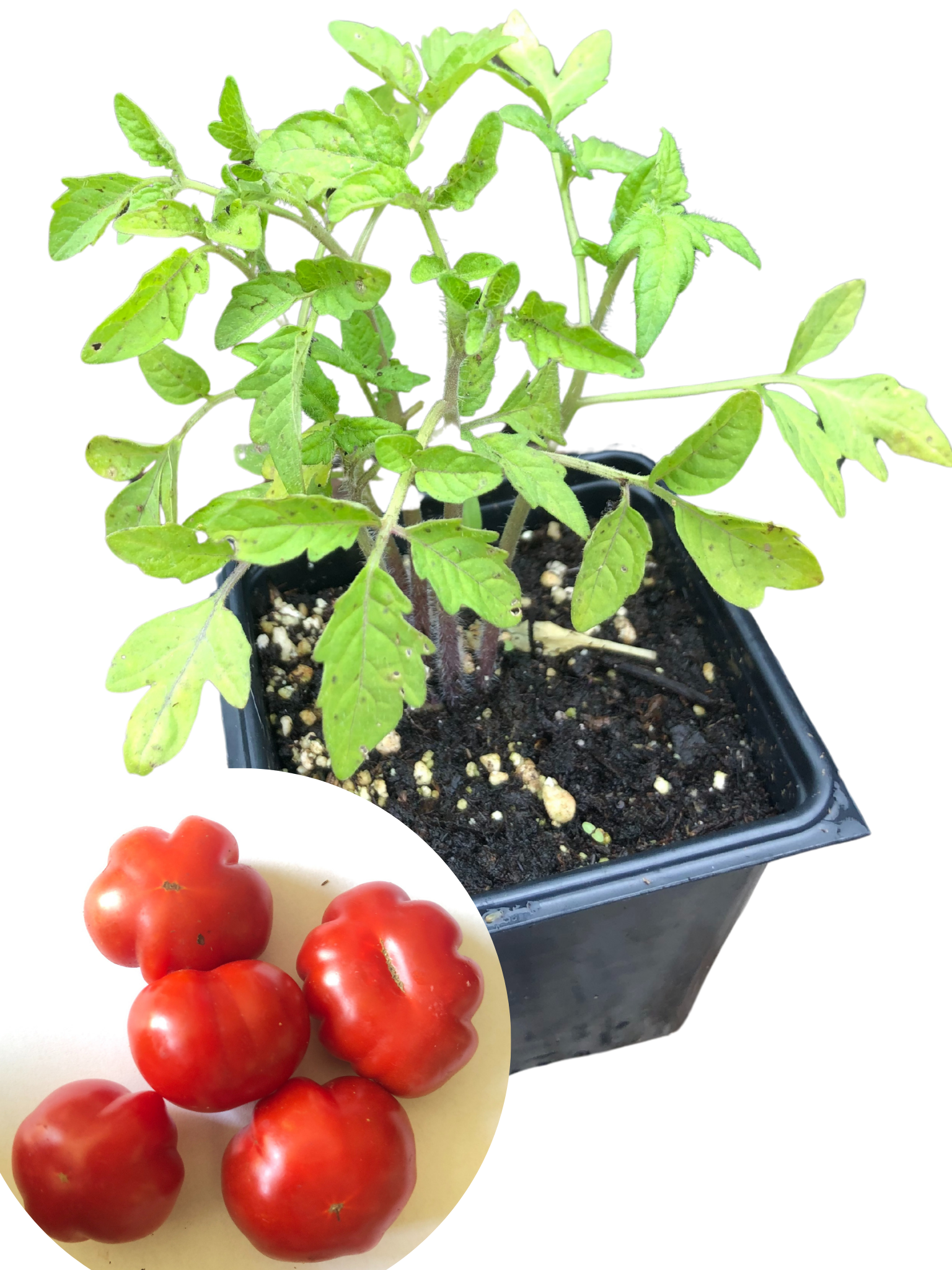 Smoke Camp Crafts' Pleated Cherry Tomato (Solanum lycopersicum) features a young indeterminate plant in a black pot, with four red, slightly ribbed cherry tomatoes shown in an inset. Includes 150 organic seeds (0.5g).