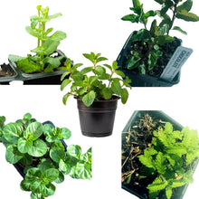 Mint Plant Variety Pack, 5 Organic Plants in 2.5-inch Pots - Spearmint, Peppermint, Orange Mint, Apple Mint, Chocolate Mint