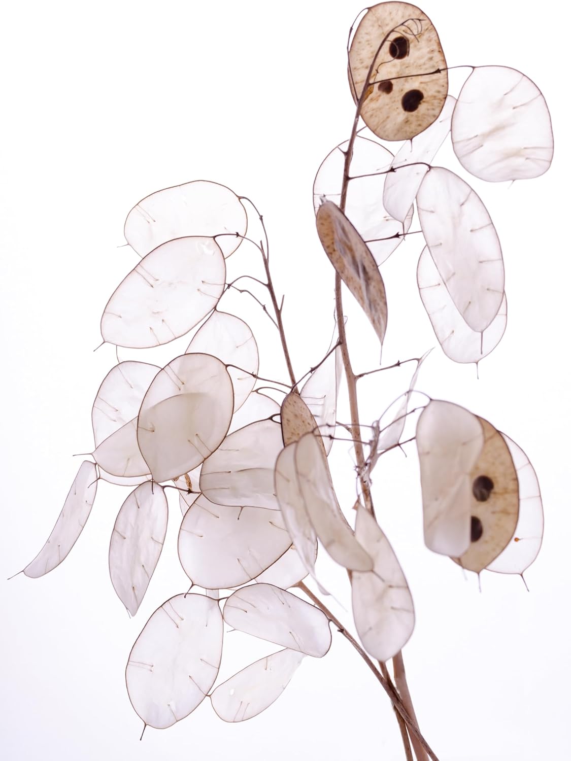 money plant honesty seeds Annual Honesty Plant Live (Lunaria annua) Organic Money Plant in 2.5 inch Pot