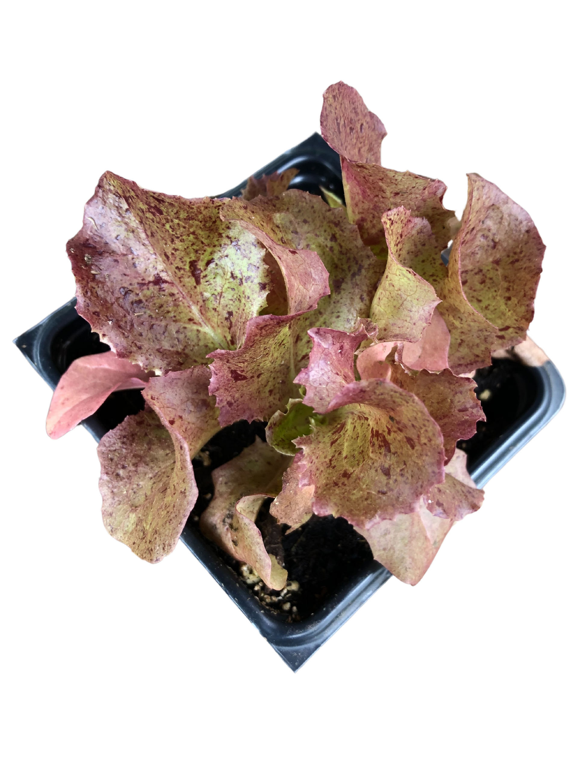 The Organic Lettuce, Red Sails (Lactuca sativa) Plant by Smoke Camp Crafts comes in a 2.5-inch pot with ruffled red-green leaves, ideal for growing your own fresh salad greens at home.