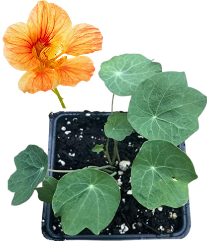 Nasturtium, Jewel Mix (Tropaeolum majus) Organic Plant in 2.5-inch Pot by Smoke Camp Crafts - Cottage Garden Delight
