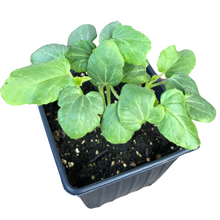 Okra, Clemson Spineless (Abelmoschus esculentus) Organic Plant in 2.5-inch Pot by Smoke Camp Crafts