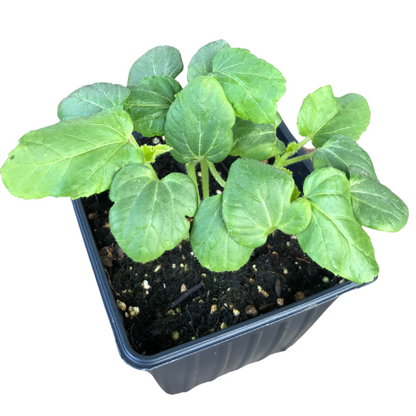 Okra, Clemson Spineless (Abelmoschus esculentus) Organic Plant in 2.5-inch Pot by Smoke Camp Crafts
