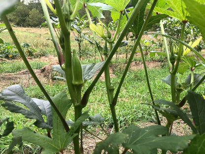 Okra, Clemson Spineless (Abelmoschus esculentus) Organic Plant in 2.5-inch Pot by Smoke Camp Crafts