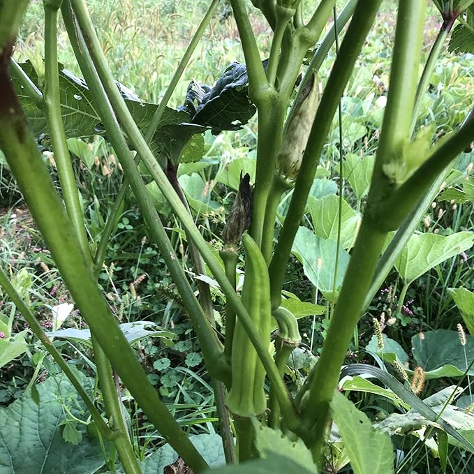 Okra, Clemson Spineless (Abelmoschus esculentus) Organic Plant in 2.5-inch Pot by Smoke Camp Crafts