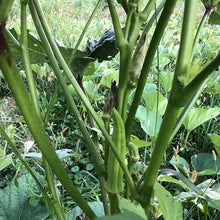Okra, Clemson Spineless (Abelmoschus esculentus) Organic Plant in 2.5-inch Pot by Smoke Camp Crafts
