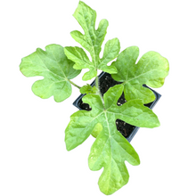 Organic Watermelon, Orangeglo (Citrullus lanatus) Starter Plant in 2.5-inch Pot by Smoke Camp Crafts