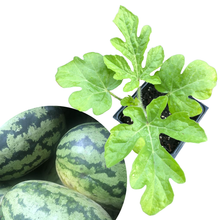 Organic Watermelon, Orangeglo (Citrullus lanatus) Starter Plant in 2.5-inch Pot by Smoke Camp Crafts