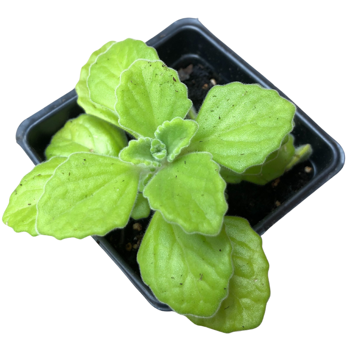 Cuban Oregano (Plectranthus amboinicus) Organic Plant in 2.5-inch Pot - Indian Borage, Caribbean Oregano, Soup Mint