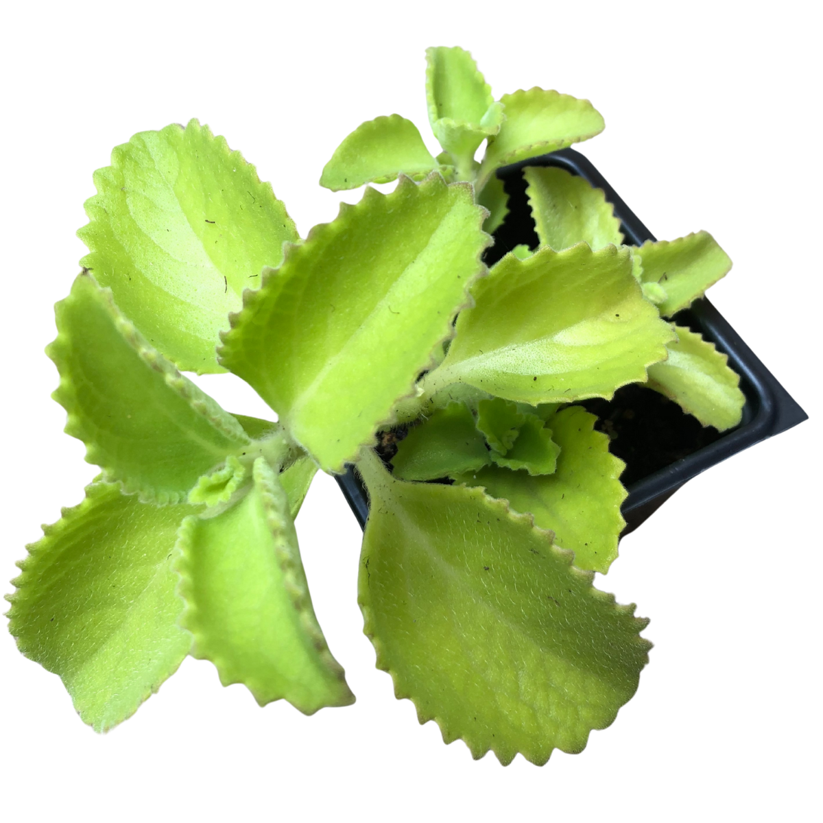 succulent oregano Cuban Oregano (Plectranthus barbatus) Organic Plant in 2.5-inch Pot