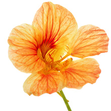 Nasturtium Plant - Live Plant -Tropaeolum majus, 3" Pot