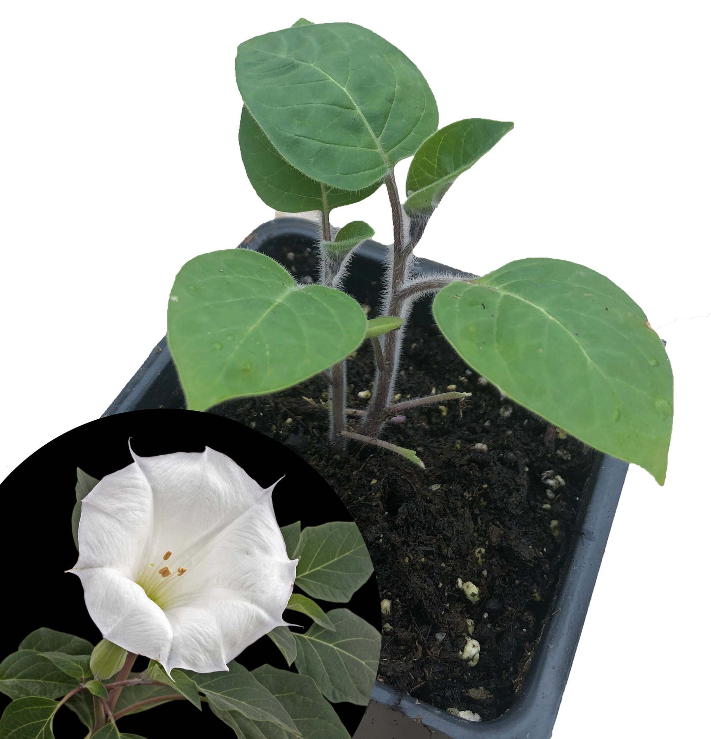 Organic Angel's Trumpet Live Plant (Datura innoxia) in 2.5-inch Pot - Moonflower, Thorn Apple Plant…
