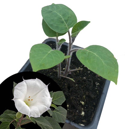 Organic Angel's Trumpet Live Plant (Datura innoxia) in 2.5-inch Pot - Moonflower, Thorn Apple Plant…
