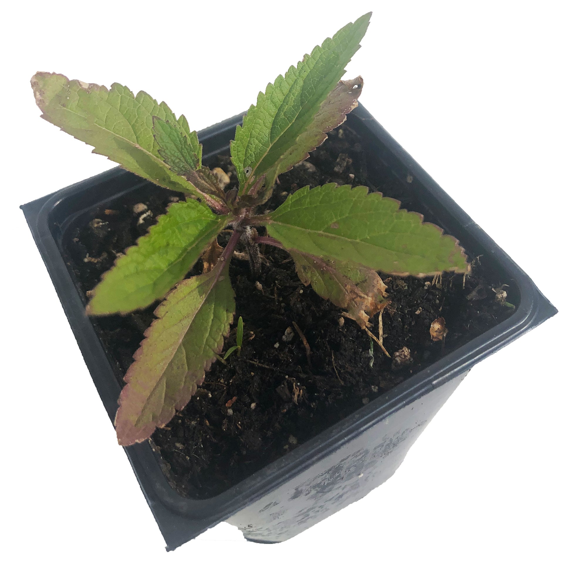 can you plant verbena in pots Organic Blue Vervain (Verbena hastata) – Smoke Camp Crafts
