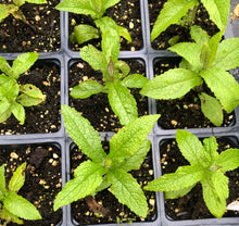 Boneset (Eupatorium perfoliatum) Organic Plant in 2.5-inch Pot by Smoke Camp Crafts - North American Native, Pollinator Magnet!