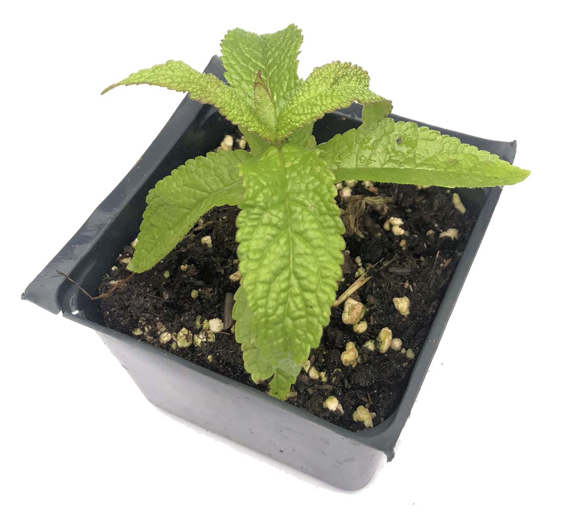 A small green Boneset plant, grown from Smoke Camp Crafts’ organic Eupatorium perfoliatum seeds, features textured leaves in dark soil within a black plastic pot, set against a plain white background.