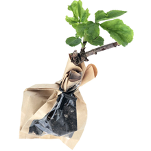 Elderberry (Sambucus canadensis) Organic Stake by Smoke Camp Crafts - 6-8-inch Starter Plant, Rooted Cutting