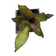 Live Golden Tendril or Basket Plant Starter Plant (Callisia fragrans) in 2.5 inch pot - Organic Perfect for Hanging Baskets - Easy to Grow