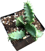 Lifesaver Succulent Plant in 2.5 inch Pot (Huernia zebrina) - Life saver plant - Rare Succulent
