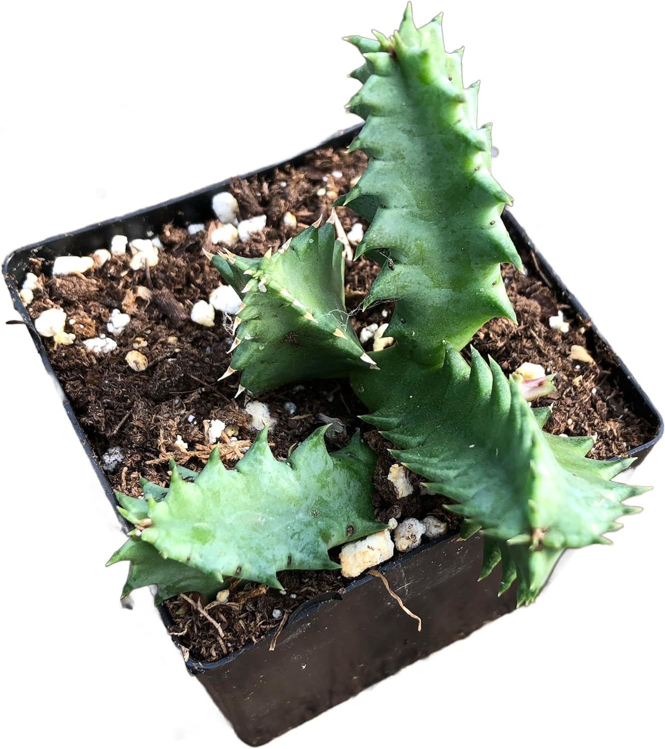 Lifesaver Succulent Plant in 2.5 inch Pot (Huernia zebrina) - Organic Life saver plant - Rare Succulent