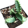 Lifesaver Succulent Plant in 2.5 inch Pot (Huernia zebrina) - Life saver plant - Rare Succulent