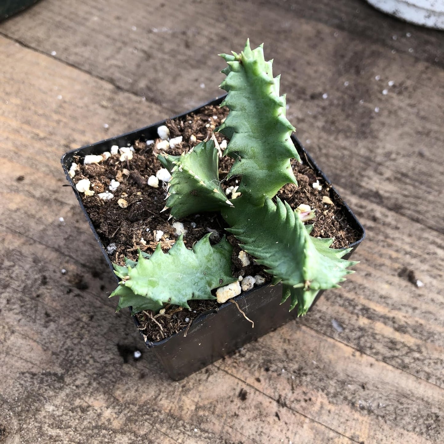 Lifesaver Succulent Plant in 2.5 inch Pot (Huernia zebrina) - Organic Life saver plant - Rare Succulent