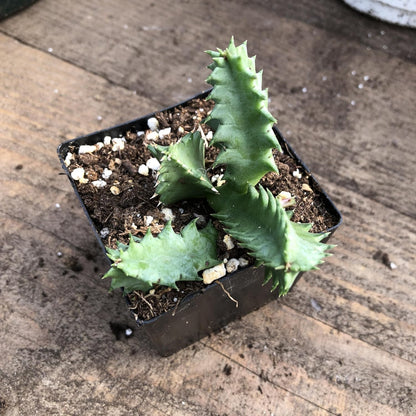 Lifesaver Succulent Plant in 2.5 inch Pot (Huernia zebrina) - Organic Life saver plant - Rare Succulent