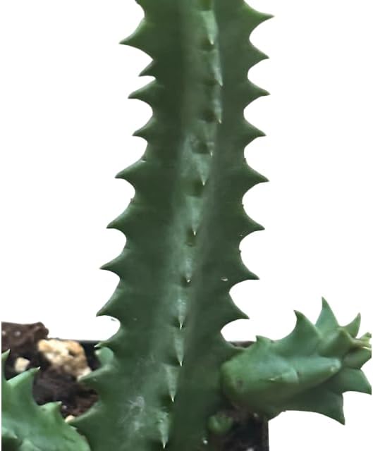green pointy succulent Lifesaver Plant (Huernia zebrina) 2.5 in Pot