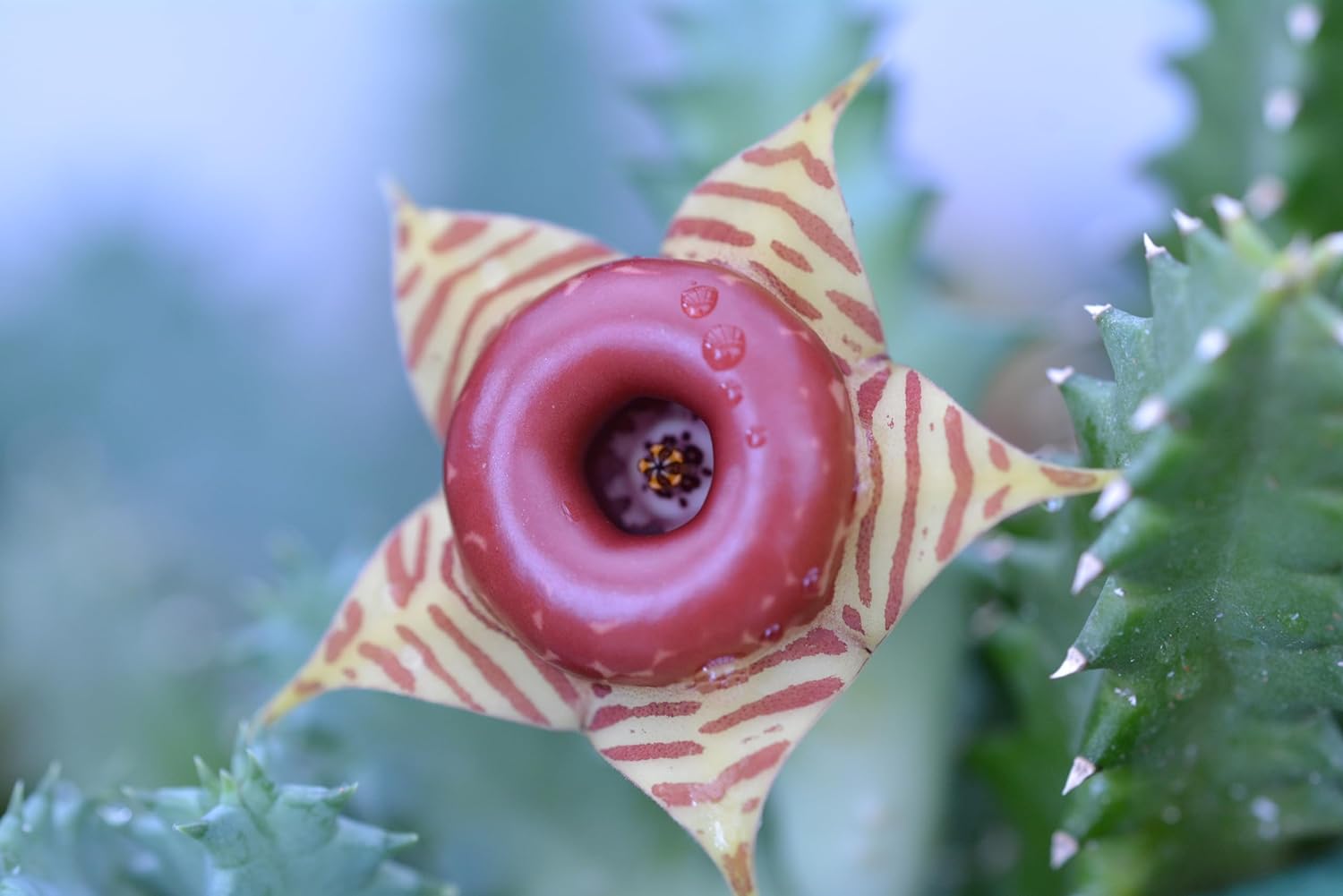 succulent with red stripes Lifesaver Plant (Huernia zebrina) 2.5 in Pot