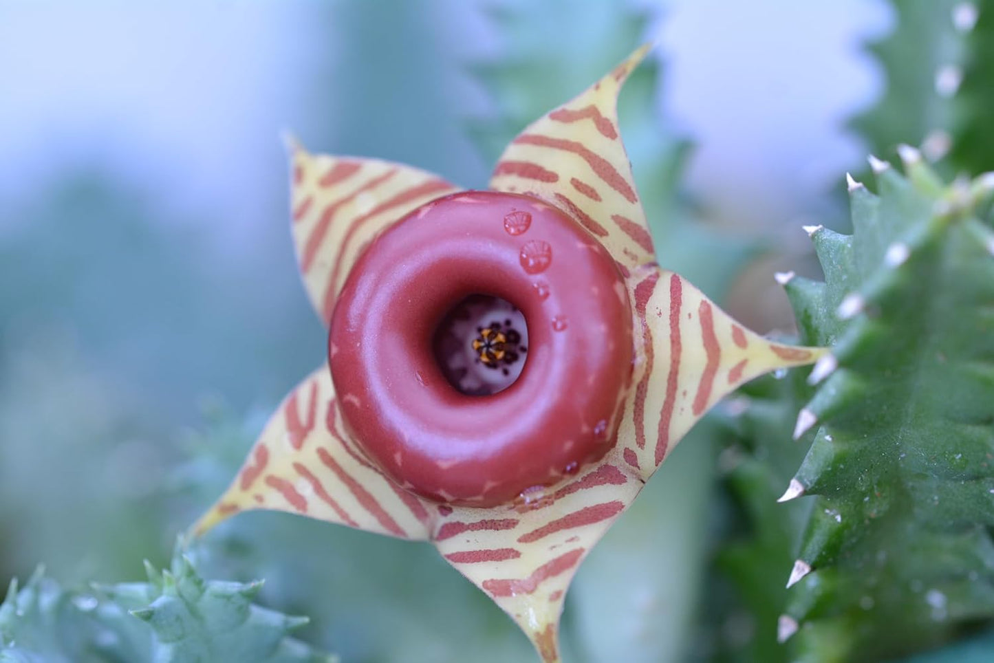 Lifesaver Succulent Plant in 2.5 inch Pot (Huernia zebrina) - Organic Life saver plant - Rare Succulent