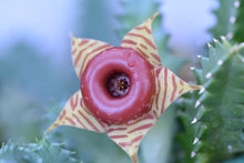 Lifesaver Succulent Plant in 2.5 inch Pot (Huernia zebrina) - Organic Life saver plant - Rare Succulent