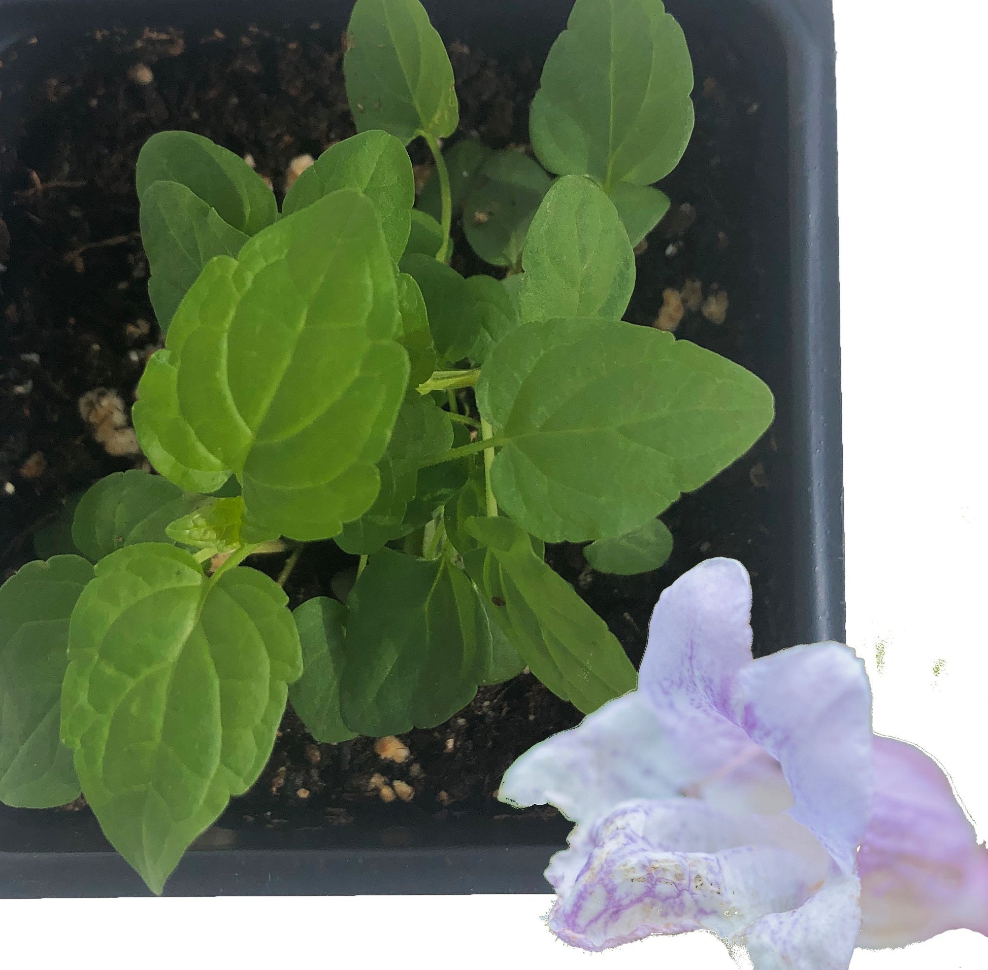 A small green perennial with oval leaves grows in a black pot of soil, with a pale purple and white flower visible. Ideal for starting Skullcap (Scutellaria lateriflora) 200 Seeds by Smoke Camp Crafts—Native Blue or Mad Dog Skullcap.