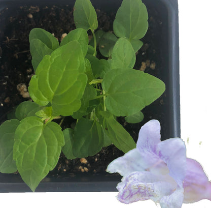 A small green perennial with oval leaves grows in a black pot of soil, with a pale purple and white flower visible. Ideal for starting Skullcap (Scutellaria lateriflora) 200 Seeds by Smoke Camp Crafts—Native Blue or Mad Dog Skullcap.