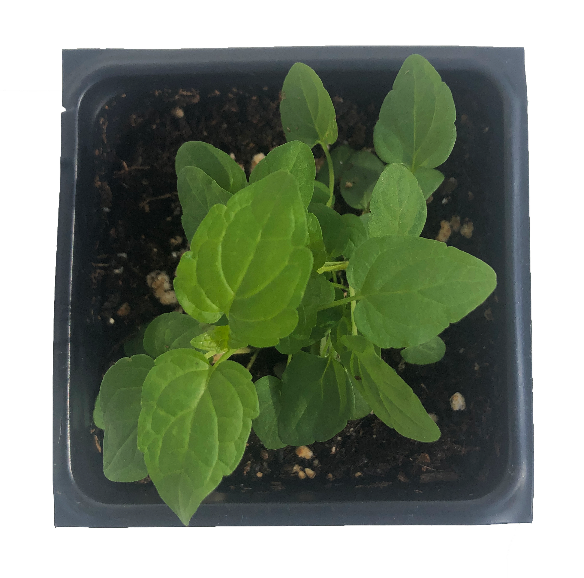 Seen from above against a white background, Skullcap (Scutellaria lateriflora) grows in dark soil inside a square black plastic pot. Product: 200 seeds (0.2g) by Smoke Camp Crafts—Native perennial, Blue/Mad Dog Skullcap.